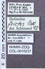 Etiketten zu Elasmosomus mocquerysi (NHMW-ZOO-COL-0010237)